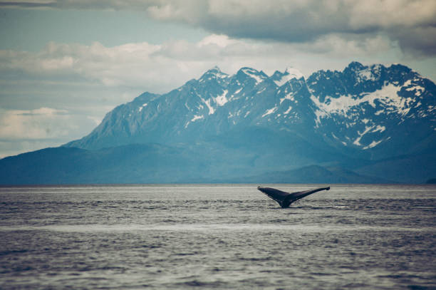 istock Humpback Whale in Alaska 1410713524