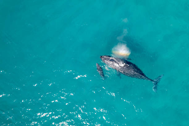 istock Whale spraying water from blowhole while swimming with calf in ocean 1410713551