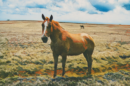 Horse in dry grassy field on the southern most part of Mauna Loa, the Big Island of Hawaii.