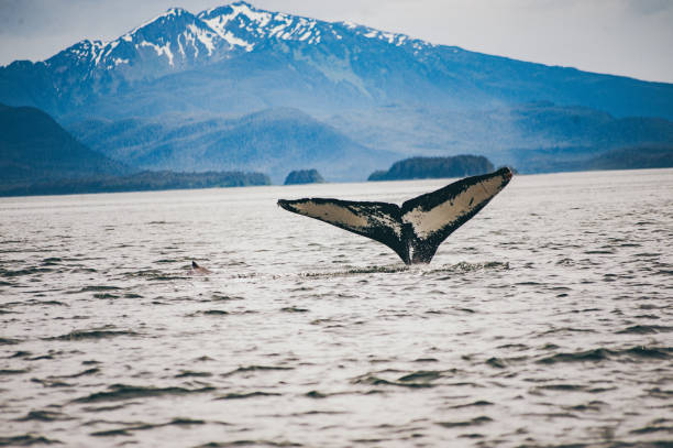 istock Humpback Whale in Alaska 1410714200