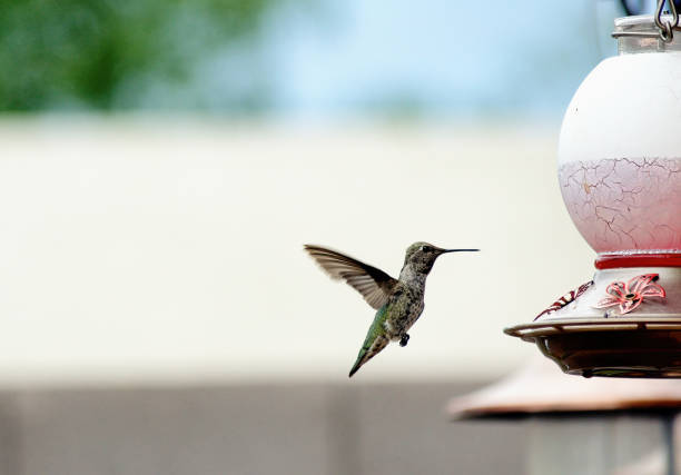 Selective Focus of Hummingbird Feeder with Soft Blurred Background