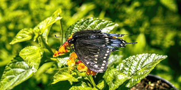 On a hot summer day this black swallowtail butterfly feeds off of pollen