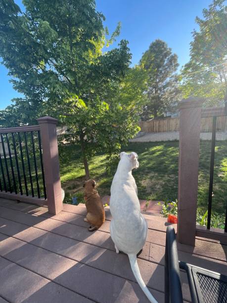 istock Two Dogs in Backyard Sitting on Patio 1410717309