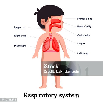 istock Breathing respiratory system body system anatomical internal organ lungs graphic illustration 1410718246