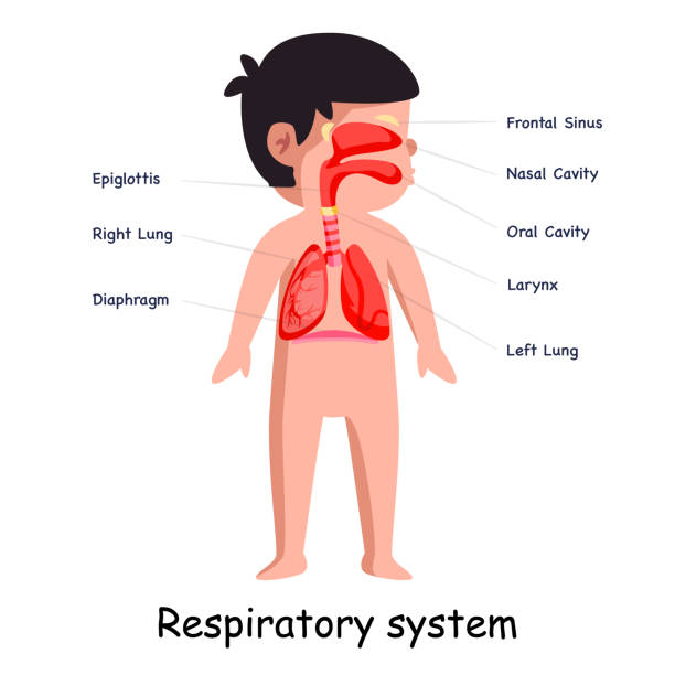 Breathing respiratory system body system anatomical internal organ lungs graphic illustration Breathing respiratory system body system anatomical internal organ lungs graphic illustration in vector kid body parts stock illustrations