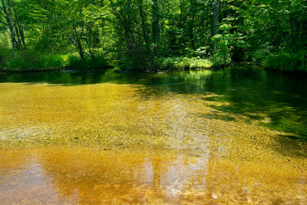 Tashiro Pond, Kamikochi June