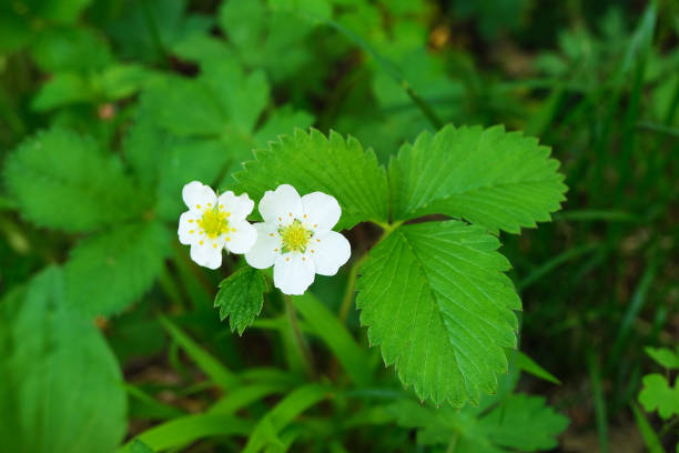 White-flowered Snake Strawberry, June Kamikochi Forest