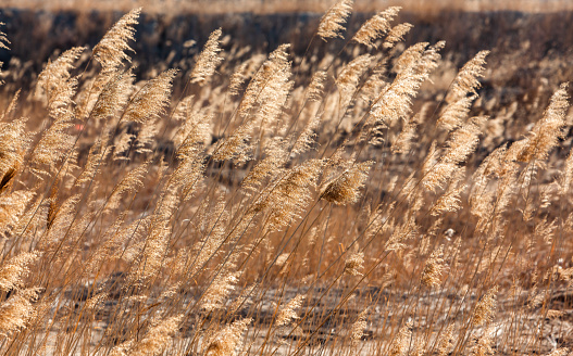 Golden reeds in the sunset