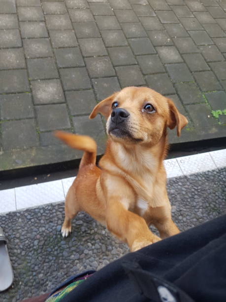istock Puppy want to play 1410724065