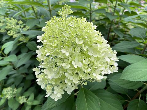 Blooming Hydrangea paniculata Limelight With Green Leaves