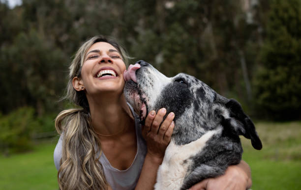 счастливая женщина, играющая со своей собакой на открытом воздухе - licking стоковые фото и изображения