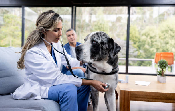 istock Vet examining a dog at home 1410734267