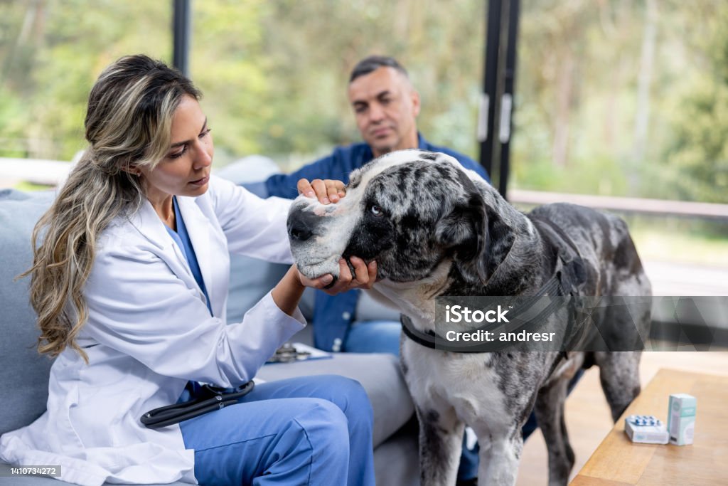 Vet making a house call and checking the teeth of a dog Latin American vet making a house call and checking the teeth of a beautiful Great Dane dog Veterinarian Stock Photo