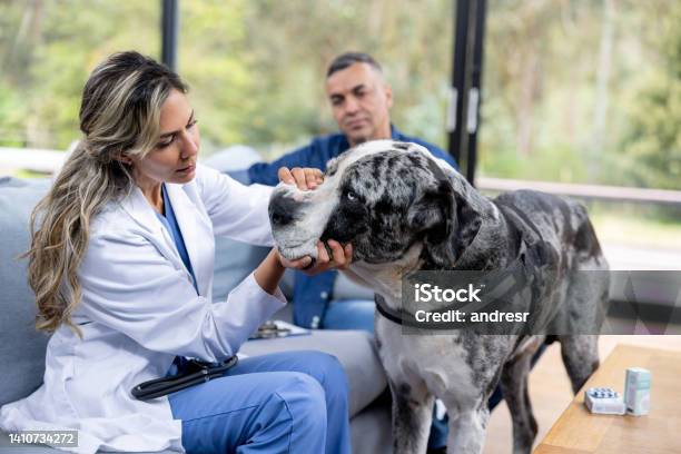 Vet Making A House Call And Checking The Teeth Of A Dog Stock Photo - Download Image Now