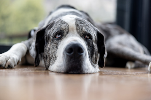 Beautiful Great Dane dog relaxing at home - pets concepts