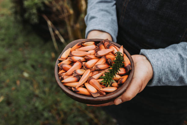 unrecognizable woman holding a clay bowl with chilean pine nuts, pehuen, araucaria tree fruit. Selective focus unrecognizable woman holding a clay bowl with chilean pine nuts, pehuen, araucaria tree fruit. Selective focus pinion stock pictures, royalty-free photos & images