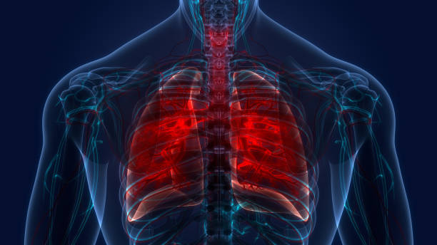 sistema respiratório humano pulmões anatomia - human lung tuberculosis bacterium emphysema human trachea - fotografias e filmes do acervo