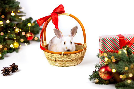 Cute white with brown rabbit in a wicker basket near the Christmas tree, decoration, looking at the camera. New 2023 year of the rabbit according to the Chinese eastern calendar. Christmas or new year celebration, holiday card.