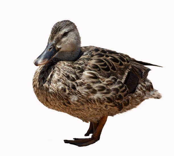 istock Female mallard duck against a white background 1410738509
