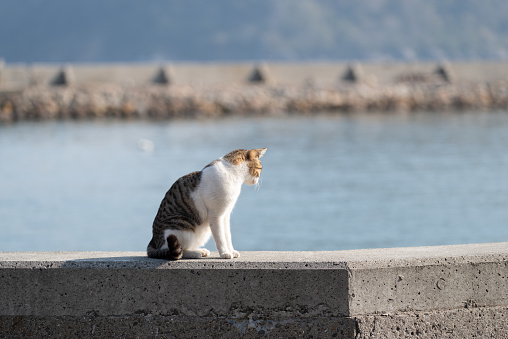 Sitting cat