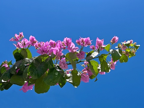 Purple pink bougainvillea flowers branch against blue sky at summer sunny day.