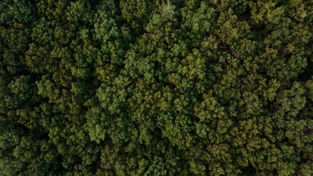 istock aerial view of trees in the mountain 1410749097