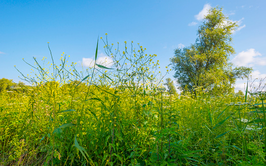 Wildflowers along a path in a field in wetland in bright sunlight under a blue sky in summer, Almere, Flevoland, Netherlands, July, 2022