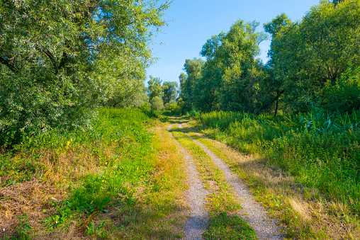 Trees in a green lush forest in bright sunlight and shadow in summer, Almere, Flevoland, Netherlands, July, 2022