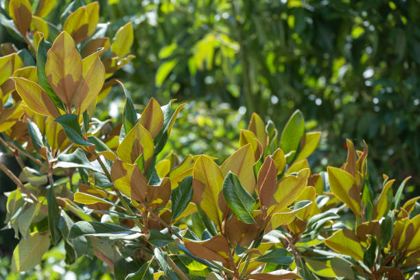 magnolia tree branches. leaves starting to dry