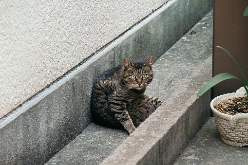 Image of a tabby cat sitting in a small space