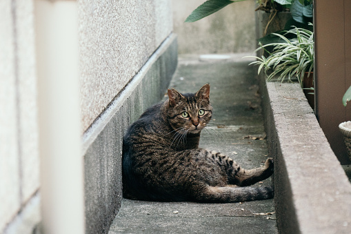 Image of a tabby cat sitting in a small space