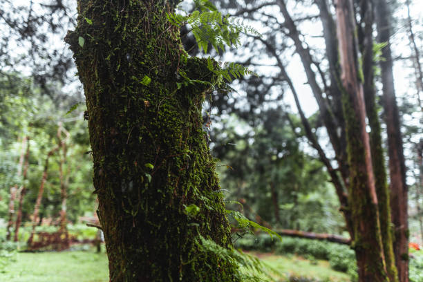 istock forest and green trees after the rain 1410752156