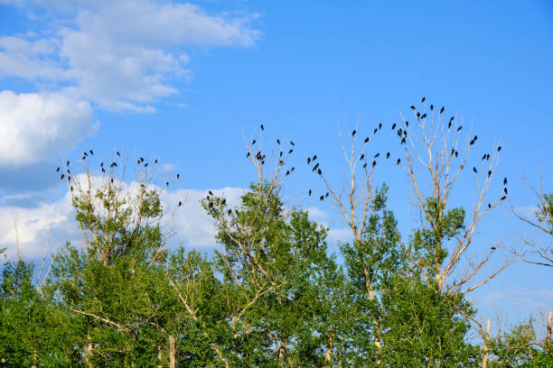 Lot ravens are sitting bare branches trees against blue sky. Lot ravens are sitting bare branches trees against blue sky raven corvus corax bird squawking stock pictures, royalty-free photos & images