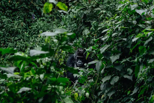 Photo of Gorilla in the habitat, Bwindi NP in Uganda. wildlife in Africa. Gorilla group in the forest.