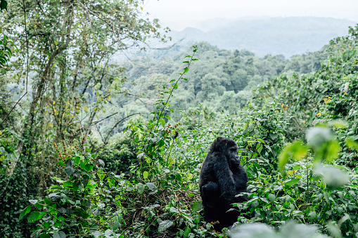 Gorilla in the habitat, Bwindi NP in Uganda. wildlife in Africa. Gorilla group in the forest.