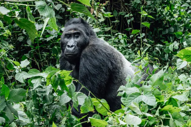 Photo of Gorilla in the habitat, Bwindi NP in Uganda. wildlife in Africa. Gorilla group in the forest.
