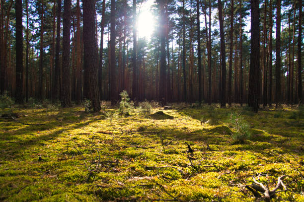 istock Coniferous forest in autumn with moss on the forest floor and warm autumn light. 1410755099