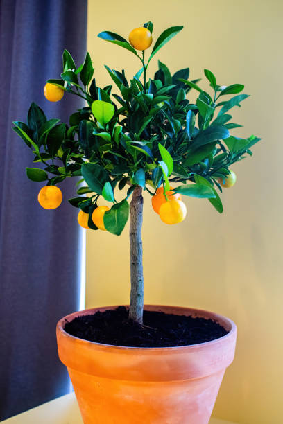 istock Small tangerine tree in a pot on the windowsill in the house. 1410755883