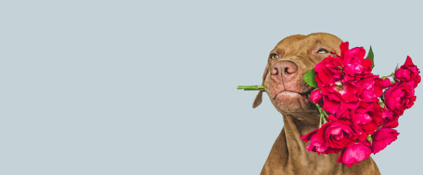 istock Lovable, pretty brown puppy and bright flowers 1410756001