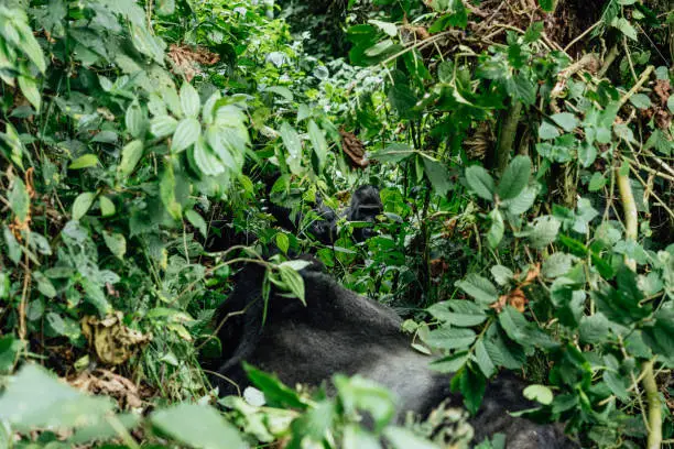 Photo of Close-up of a Mountain Gorilla in the Bwindi Impenetrable National Park, Uganda
