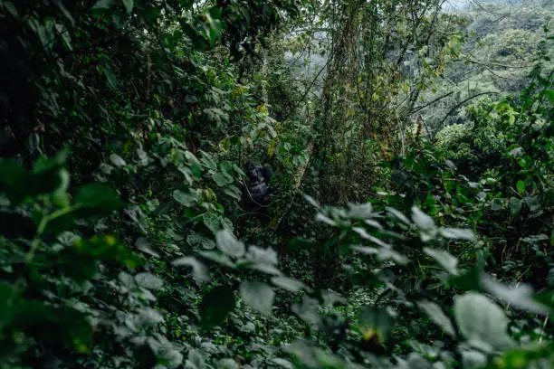 Photo of Close-up of a Mountain Gorilla in the Bwindi Impenetrable National Park, Uganda