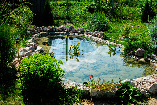 An ornamental garden pond with a gold carp reflecting green plants in a formal, landscaped setting in Minneapolis, Minnesota, USA.