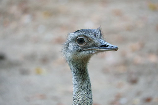 Bird ostrich with funny look. Big bird from Africa. Long neck and long eyelashes. Funny animal photo