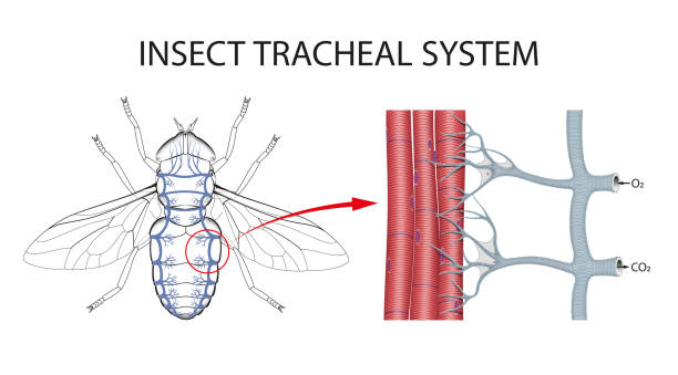 ilustraciones, imágenes clip art, dibujos animados e iconos de stock de la estructura de las tráqueas de los insectos. - human trachea