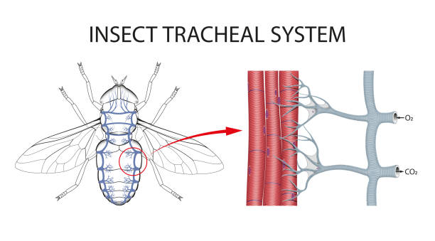 The Structure of the Tracheae of Insects For insects, respiration is separate from the circulatory system. Oxygen and carbon dioxide gases are exchanged through a network of tubes called tracheae. Instead of nostrils, insects breathe through openings in the thorax and abdomen called spiracles invertebrate stock illustrations