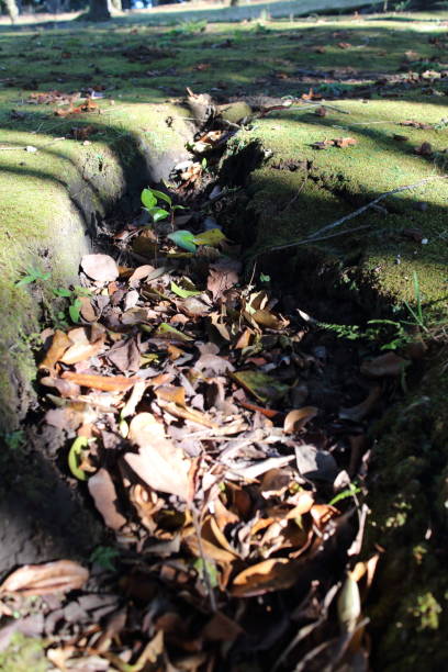 istock A crack in the ground where dead leaves gather 1410757881