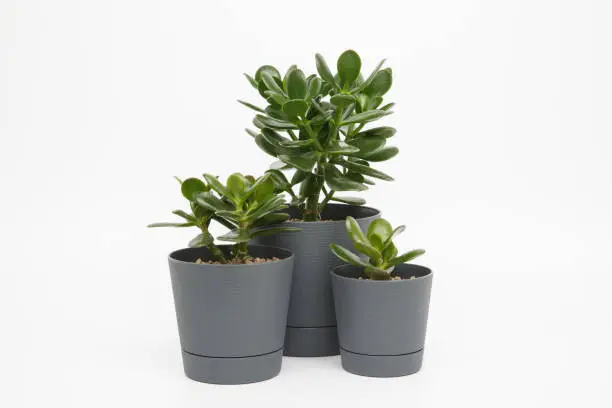 crassula ovata or money or jade trees different sizes in pots on a white background
