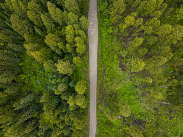 istock Aerial view of a pristine forest 1410758874