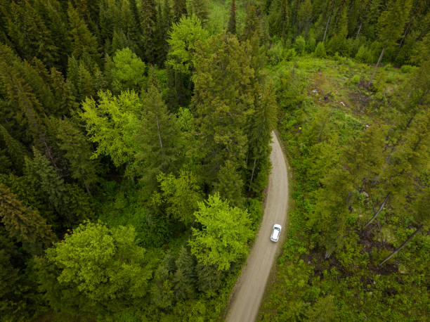 istock Car driving through lush forest on a forestry road 1410758884
