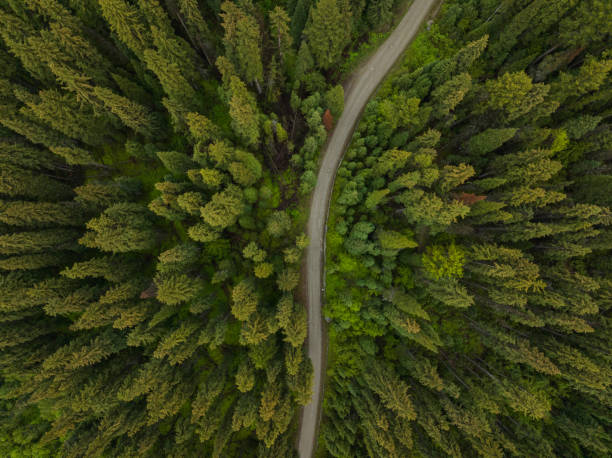 istock Aerial view of a pristine forest 1410758996